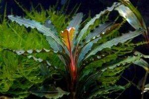 Bucephalandra
