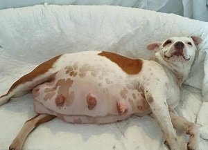 токсикоз у беременных собак