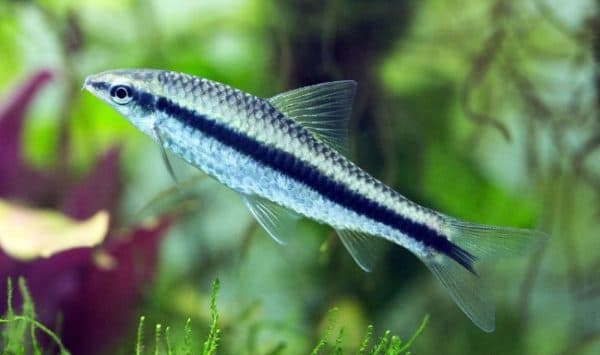 Сиамский водорослеед красивая рыбка