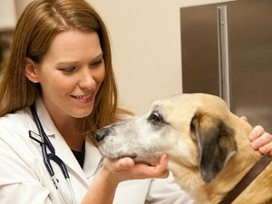 сахарный диабет у собак симптомы