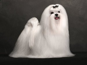 самые маленькие собаки породы название с фото