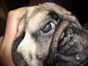 глаукома у собак
