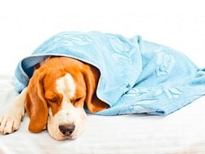 короновирусная инфекция у собак