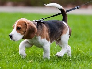 как приучить щенка ходить в туалет