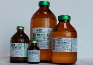 Как лечить сердечных глистов у людей и собак и каковы симптомы дирофиляриоза?