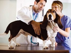 болячки у собак на теле