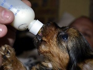 чем кормить щенка йоркширского терьера