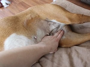 нормальный пульс у собаки