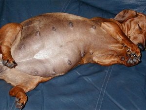 ложная беременность у собак лечение