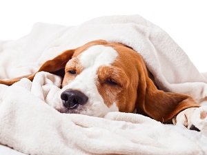 признаки сахарного диабета у собаки