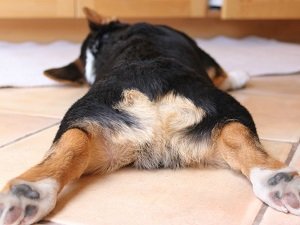 купирование хвоста у взрослой собаки