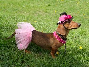 как сшить одежду для таксы своими руками