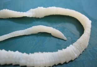 Симптомы и лечение при заражении огуречным цепнем