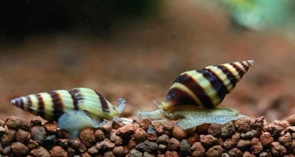 Хищная хелена