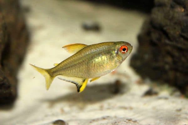 Рекомендации по содержанию лимонной тетры