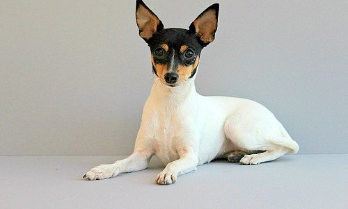 американский той фокстерьер