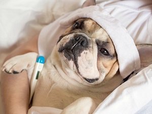 может ли собака заразиться простудой от человека