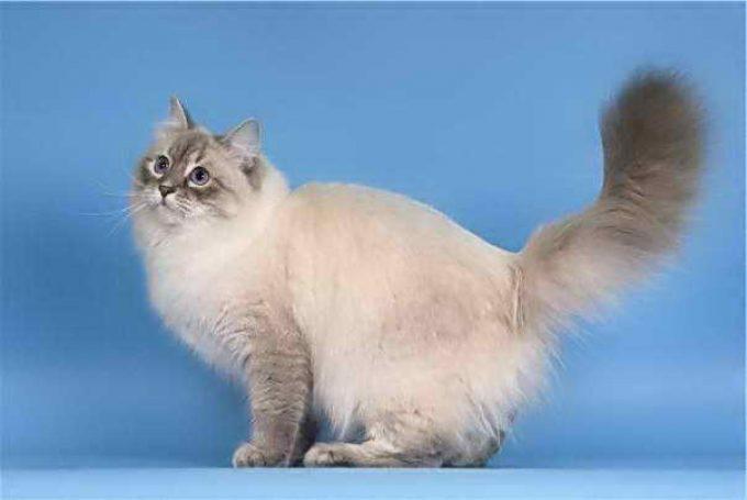 популярная порода кошек