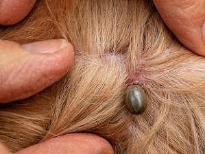 как правильно вытащить клеща у собаки