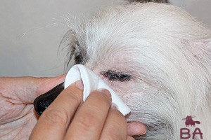 Слезятся глаза у собаки