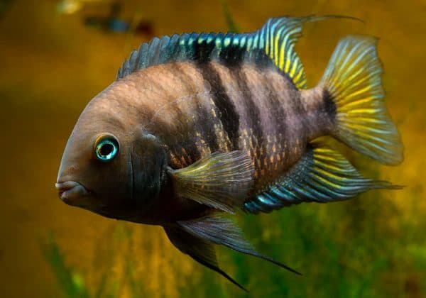Цихлазома Седжика читайте статью