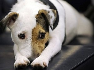 аденовироз у собак симптомы