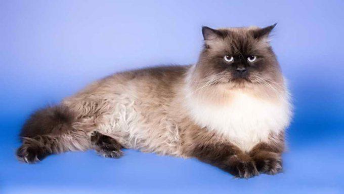 длинношерстная невская маскарадная