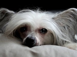 голая хохлатая стрижка