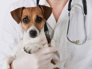 текут слюни