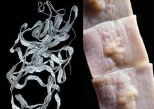 Фото: широкий лентец