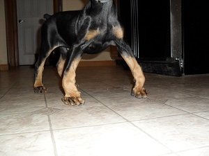 рахит у собак фото