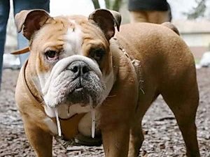 текут слюни у собаки причина