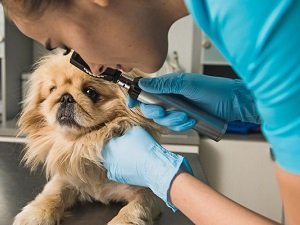 бельмо на глазу у собаки