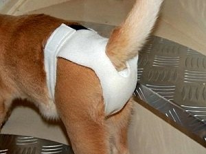 почему собака метит в квартире