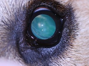 бельмо у собаки лечение