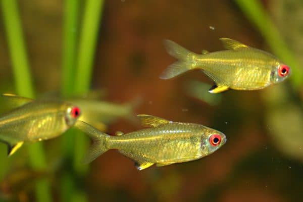 Лимонная тетра в аквариуме