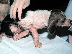 саркоптоз у собак симптомы