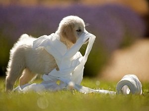 как приучить щенка к туалету на улице