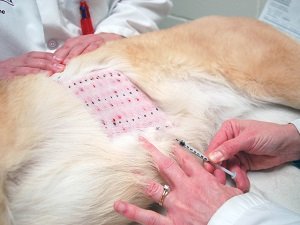 что дать собаке от аллергии