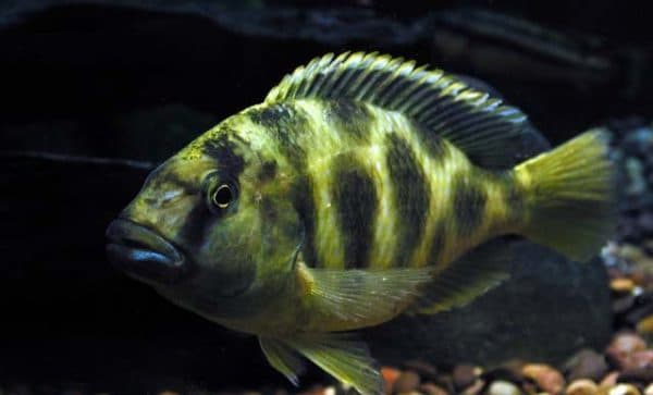 Золотой леопард фото