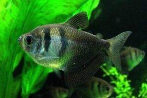 Основная масса аквариумных обитателей – костные