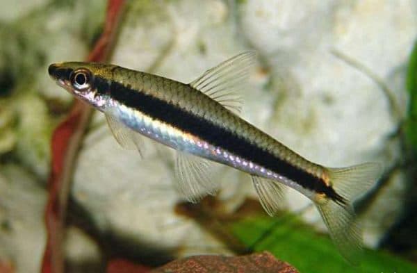 Сиамский водорослеед описание