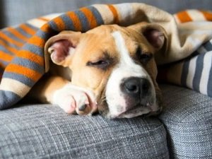 стафилококк у собак лечение