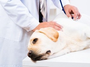 короновирусная инфекция у щенка