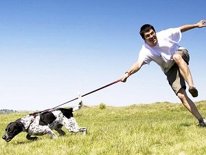 отучить собаку тянуть поводок и идти рядом