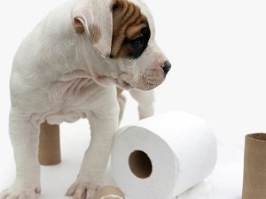 слабительное средство для собак