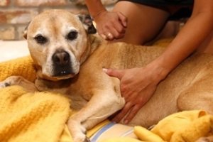 пульс у собаки