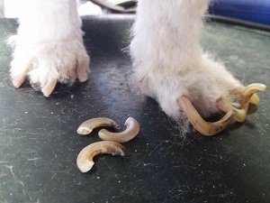 сколько стоит подстричь когти собаке