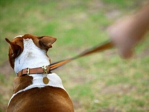 собака сильно тянет поводок как отучить