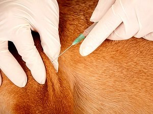 как сделать укол собаке внутримышечно в бедро